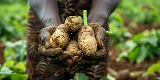 Trends: Africa’s Largest Commodities